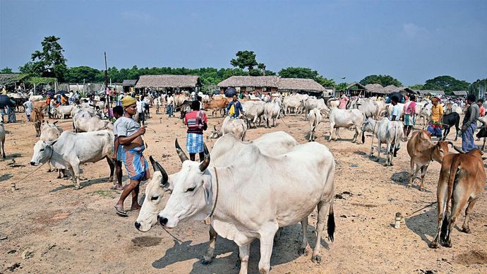 जुड़ने-जुटाने का ठिकाना: पश्चिम बंगाल के बीरभूम जिले के इलमबाजार में सुखबाजार का पशु बाजार