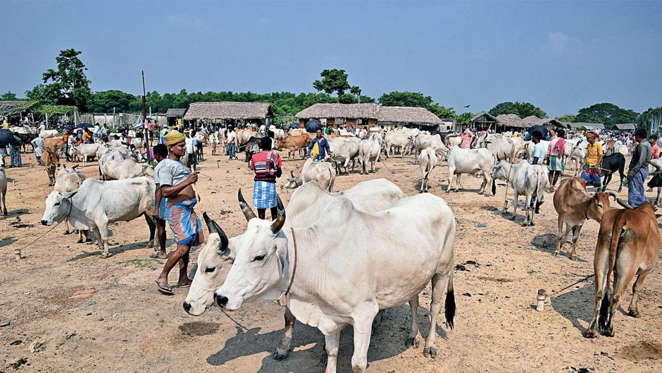 जुड़ने-जुटाने का ठिकाना: पश्चिम बंगाल के बीरभूम जिले के इलमबाजार में सुखबाजार का पशु बाजार