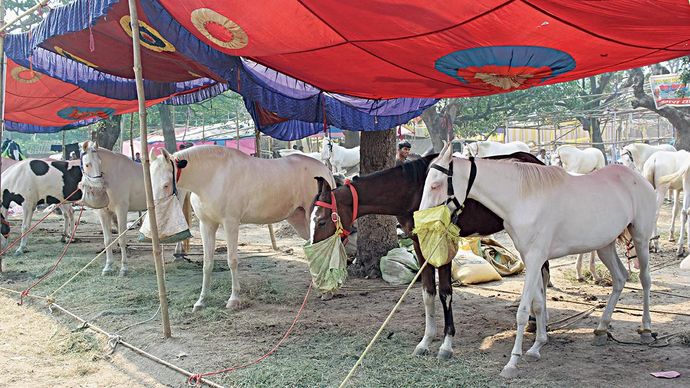 घोड़ों का मेला : सोनपुर पशु मेले के घोड़ा बाजार में इस बार एक हजार से अधिक घोड़े लाए गए हैं