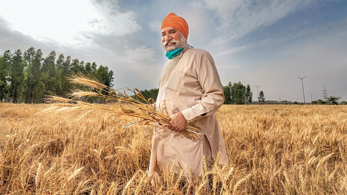  उगता सोना पंजाब में खेत में खड़ा गेहूं किसान