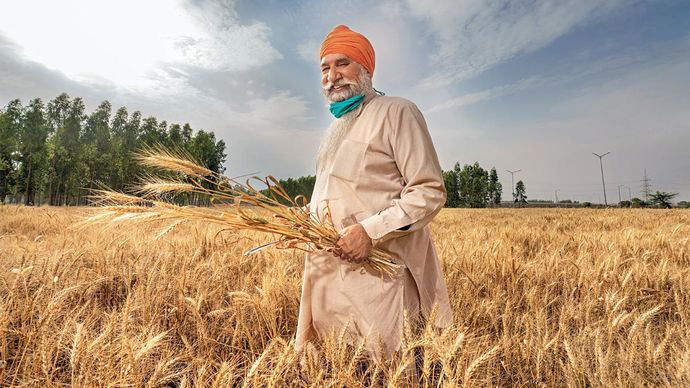 उगता सोना पंजाब में खेत में खड़ा गेहूं किसान