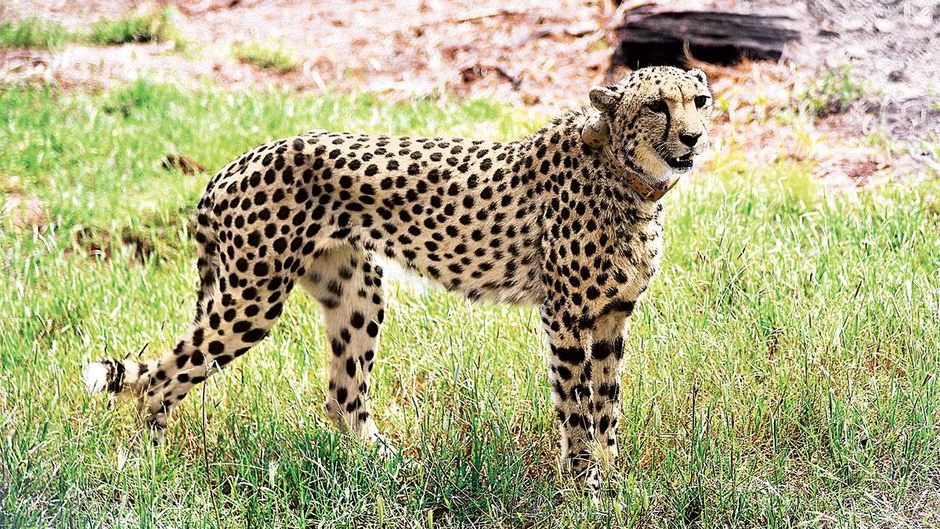 बड़ा शिकारी : मध्य प्रदेश के कुनो नेशनल पार्क में अफ्रीकी चीता