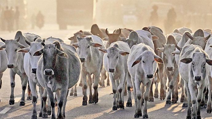 जाएं तो जाएं कहां : उत्तर प्रदेश में विभिन्न मार्गों पर छुट्टा पशुओं के इस तरह के झुंड सामान्य रूप से दिख जाते हैं. इनकी वजह से सड़क हादसे भी होते रहते हैं