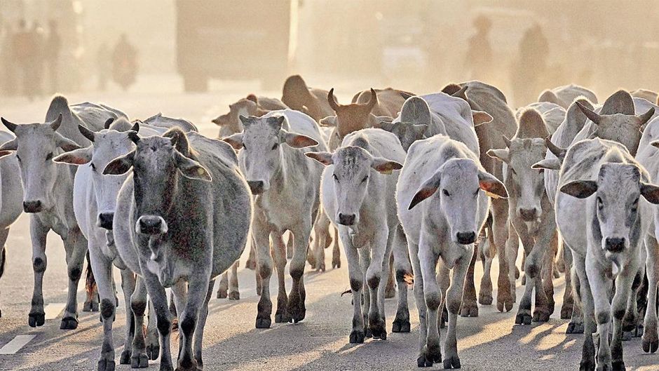 जाएं तो जाएं कहां : उत्तर प्रदेश में विभिन्न मार्गों पर छुट्टा पशुओं के इस तरह के झुंड सामान्य रूप से दिख जाते हैं. इनकी वजह से सड़क हादसे भी होते रहते हैं