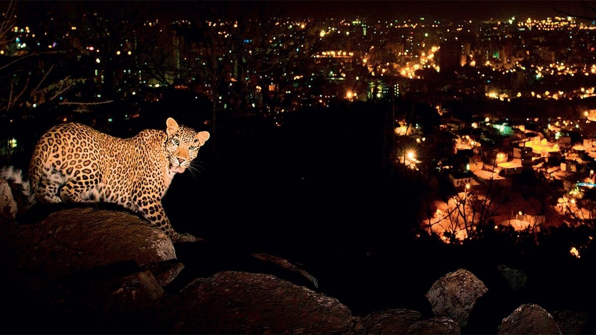 शहर की चकाचौंध : मुंबई के संजय गांधी नेशनल पार्क में एक तेंदुआ