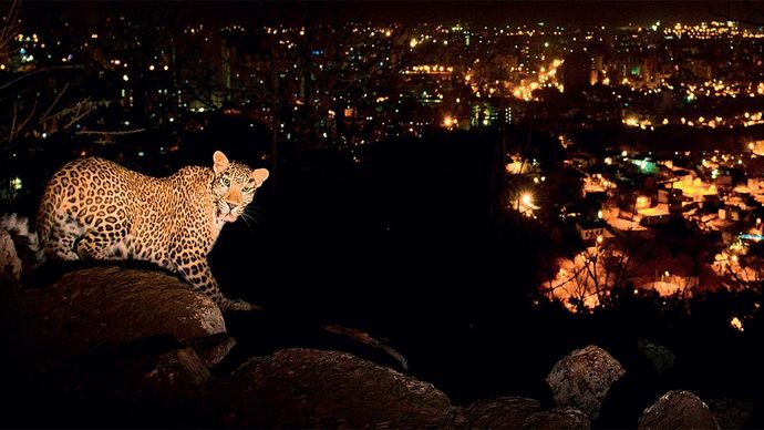 शहर की चकाचौंध : मुंबई के संजय गांधी नेशनल पार्क में एक तेंदुआ