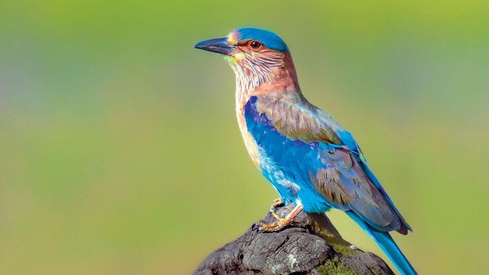 जिम कॉर्बेट नेशनल पार्क में इंडियन रोलर