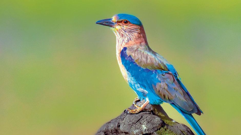 जिम कॉर्बेट नेशनल पार्क में इंडियन रोलर