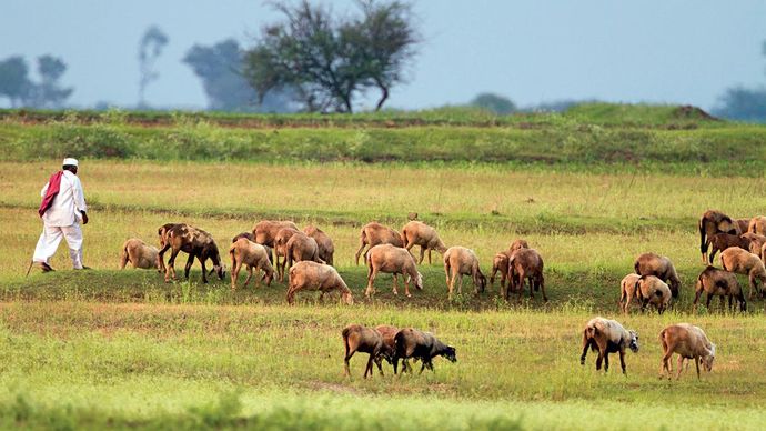 पुणे जिले में अपनी भेड़ों के झुंड के साथ एक धनगर चरवाहा