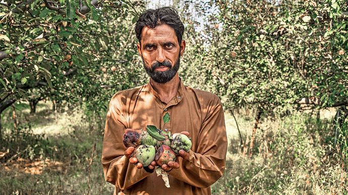 बर्बाद हो चुके फलों के साथ बिलाल अहमद कुरैशी, कोलीपोरा, बडगाम