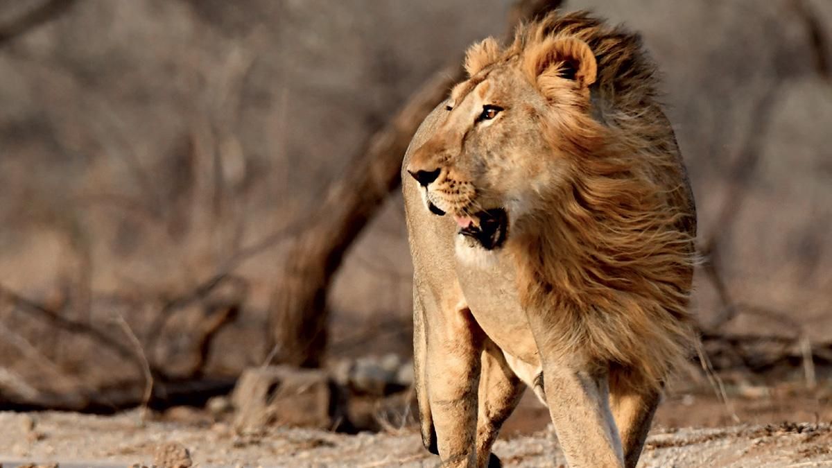 अपने-अपने दावे गुजरात के सौरष्ट्र में टहलता हुआ एक शेर