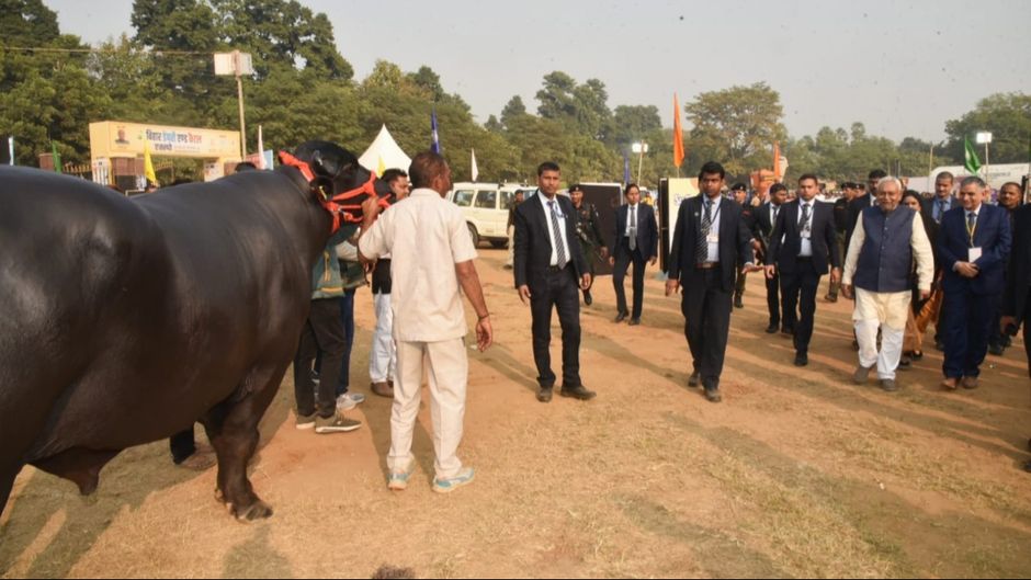 बिहार डेयरी एवं कैटल एक्सपो-2023 में मुर्रा नस्ल के भैंसे घोलू-2 को देखते मुख्यमंत्री नीतीश कुमार (फोटो: एक्स)