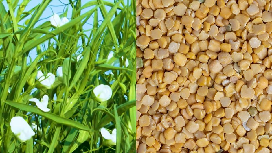खेसारी का पौधा (बाएं) और उसका दाल (दाएं)