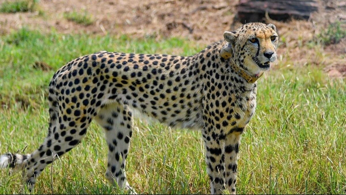 कूनो नेशनल पार्क में नामीबियाई चीता शौर्य की मौत