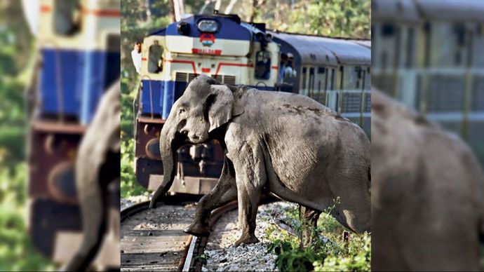इंट्रूजन डिटेक्शन सिस्टम से रेलवे कर रही हाथियों की सुरक्षा