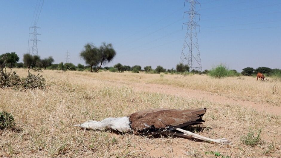हाइटेंशन तारों से टकराकर गोडावण पक्षियों के मरने का सिलसिला थम नहीं रहा