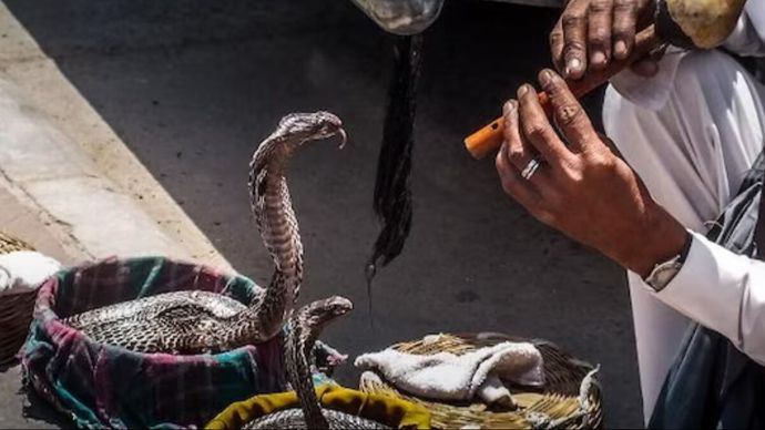 स्नेकबाईट को कर्नाटक सरकार ने बनाया 'नोटिफाएबल डिजीज'