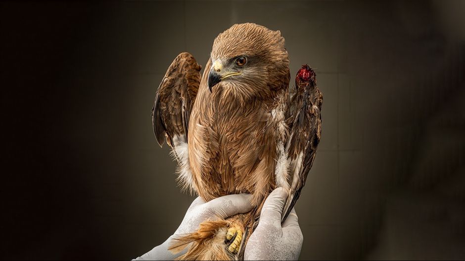 दिल्ली एनसीआर के वाइल्डलाइफ एसओएस बर्ड क्लिनिक में घायल काले रंग की चील