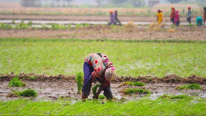 पाकिस्तानी पंजाब के चावल के खेत काम करती महिला/तस्वीर - डॉन