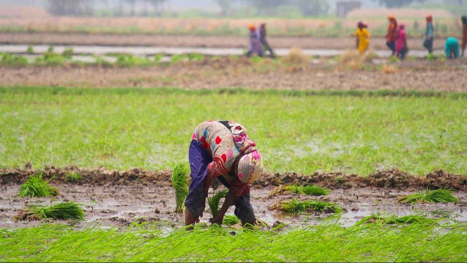 पाकिस्तानी पंजाब के चावल के खेत काम करती महिला/तस्वीर - डॉन