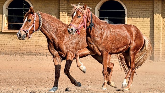 पुणे के नजदीक स्टड फार्म में भीमथड़ी घोड़ों की जोड़ी