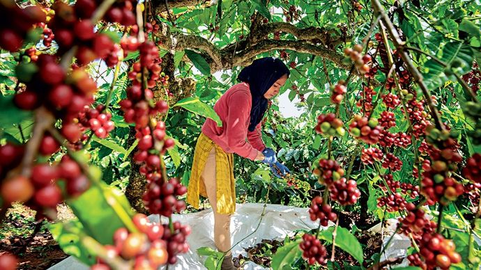 कर्नाटक के एक बागान में वेट प्रोसेसिंग के बाद सुखाने के लिए रखी गईं कॉफी बीन्स