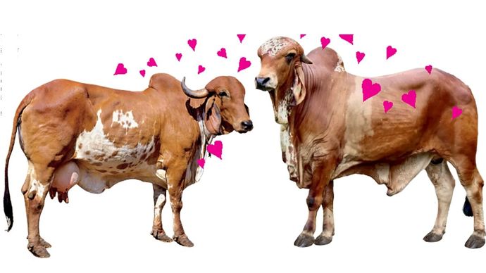 गिर नस्ल के स्वदेशी मवेशी