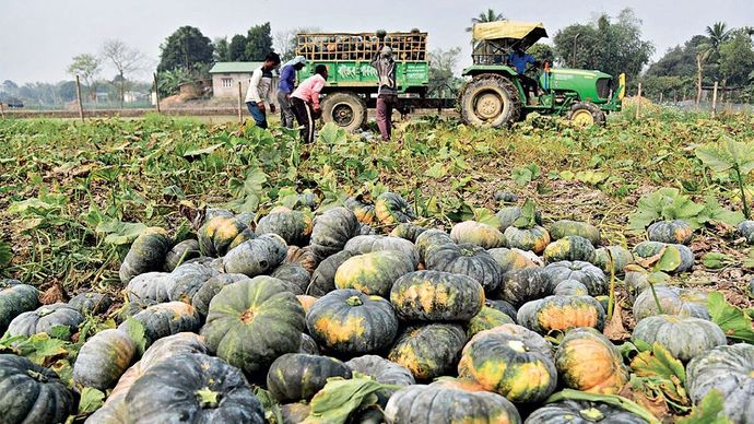 असम के मायोंग जिले में कद्दू की पैदावार को ट्रैक्टर में लादते किसान