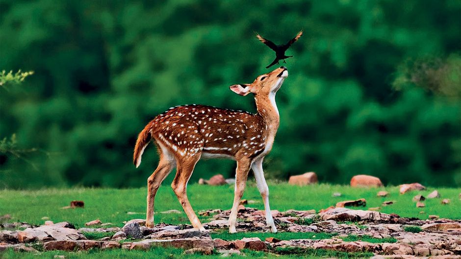 आरज़ू खुराना, वाइल्ड लाइफ फोटोग्राफर