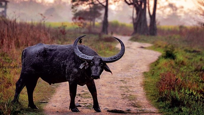 भारतीय जंगली जल भैंसे: घटती संख्या को बढ़ाने में मदद