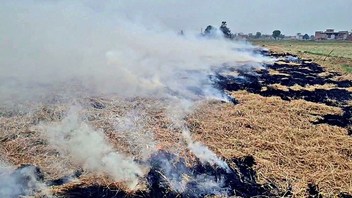 पंजाब के फतेहपुर में धान के एक खेत में जलती पराली