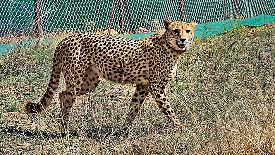 कुनो नेशनल पार्क के पालपुर में एक बाड़े में दक्षिण अफ्रीकी चीते की फाइल फोटो