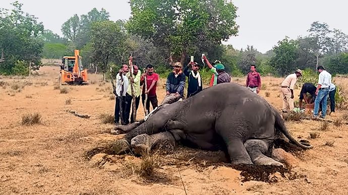 वन अधिकारी और पशु चिकित्सक 29 अक्टूबर को बांधवगढ़ में जहरीले चारे का शिकार हुए हाथियों को बचाने का प्रयास करते हुए
