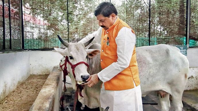 भोपाल में अपने आवास पर गाय को चारा खिलाते मुख्यमंत्री मोहन यादव