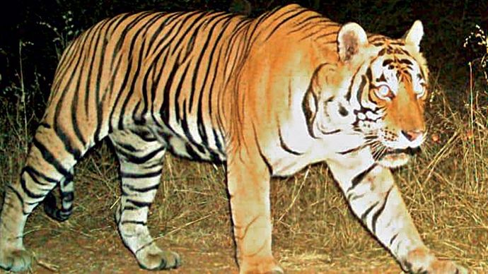 रणथंभौर में चहलकदमी करता एक बाघ