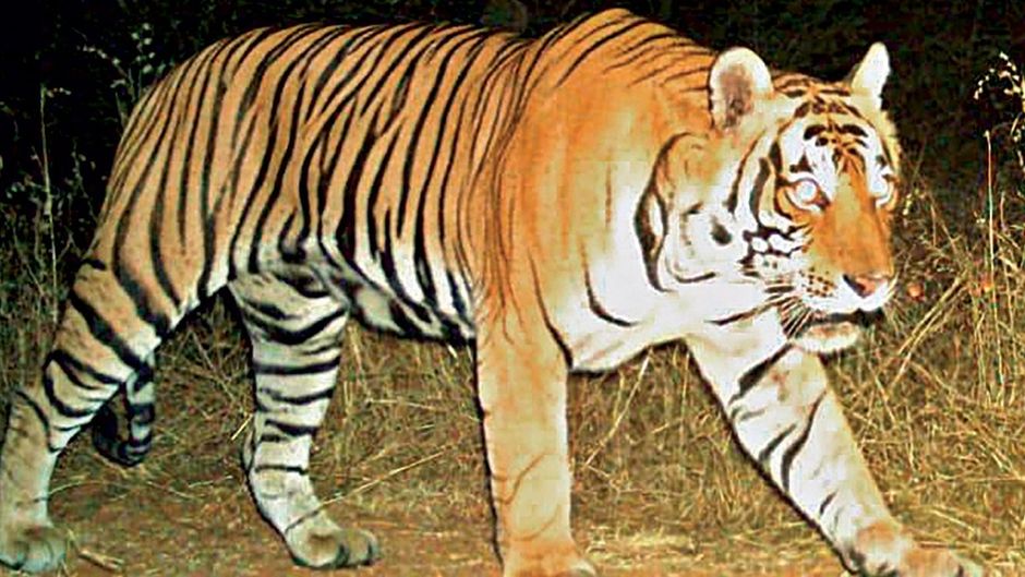 रणथंभौर में चहलकदमी करता एक बाघ