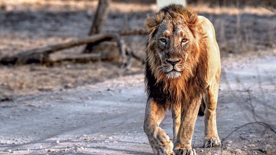 गिर के बब्बर शेर का बफर क्षेत्र अब और छोटा हो गया