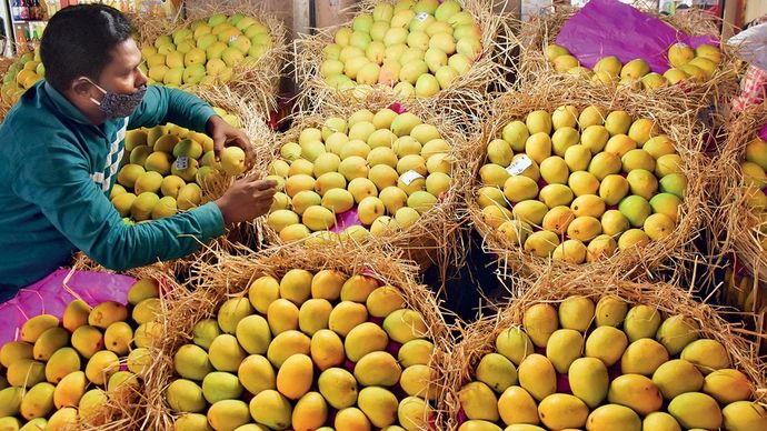 मुंबई के खुदरा बाजार में ग्राहकों का इंतजार करते अल्फांसो