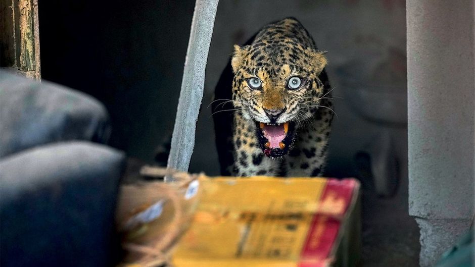 गुवाहाटी में 23 दिसंबर 2023 को एक आवासीय इलाके के निर्माण स्थल में घुसा एक तेंदुआ