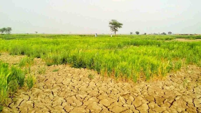 बढ़ते तापमान से फसलों पर मंडराया खतरा