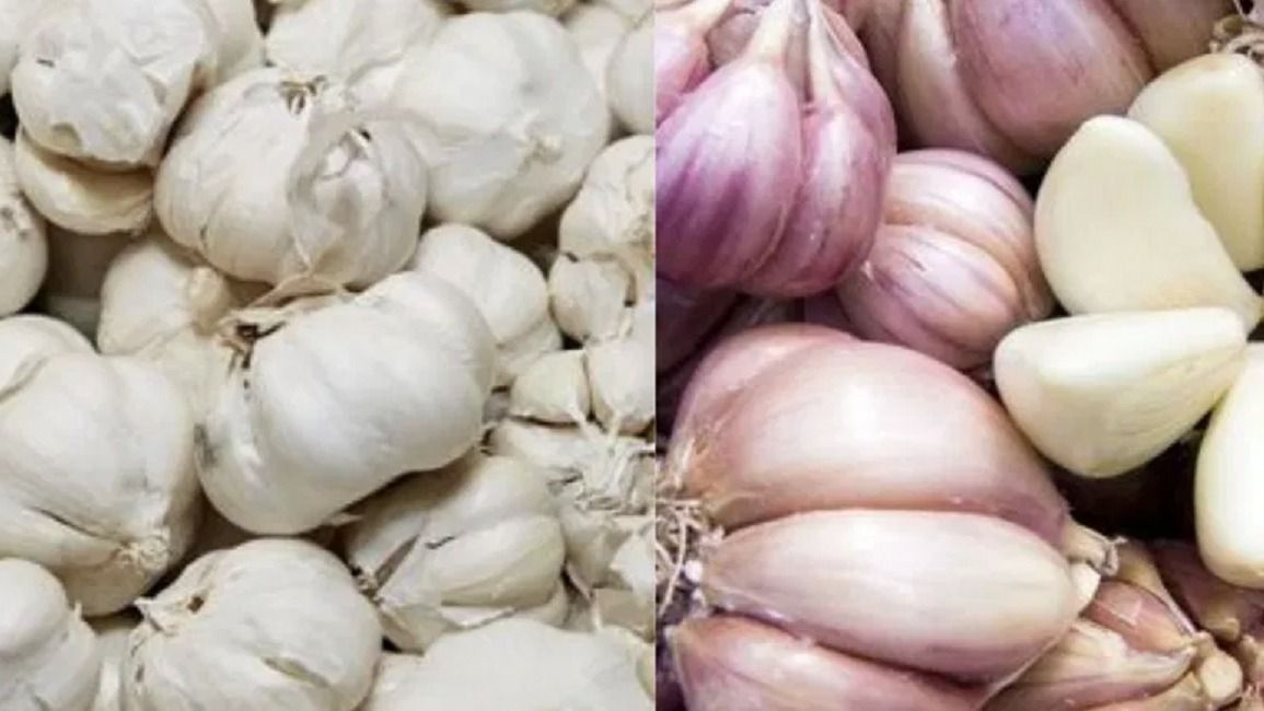देशी की तुलना में चीनी लहसुन के दाने बड़े होते हैं