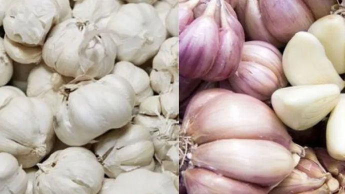 देशी की तुलना में चीनी लहसुन के दाने बड़े होते हैं