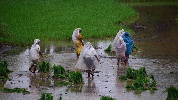 किसानों की सांकेतिक तस्वीर