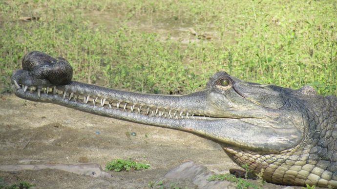 गंडक नदी में एक घड़ियाल