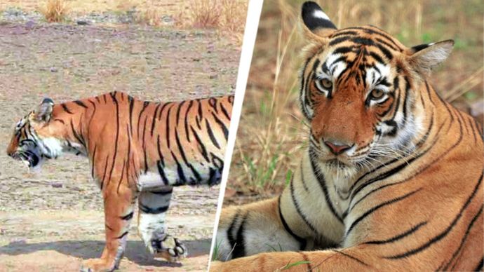 ranthambore tigress arrowhead dies
