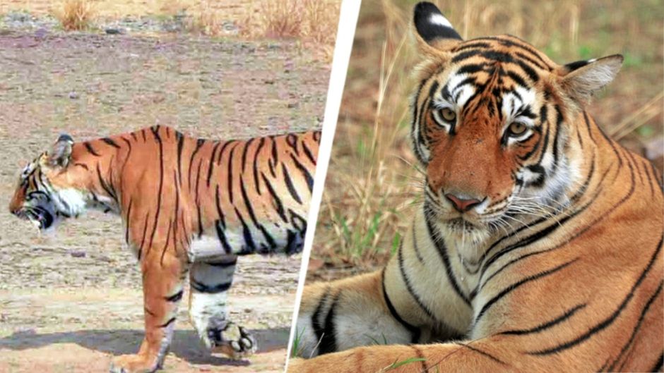 ranthambore tigress arrowhead dies