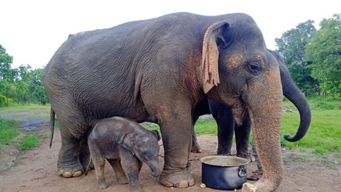 दुनिया की सबसे बुजुर्ग हथिनी वत्सला नहीं रही.