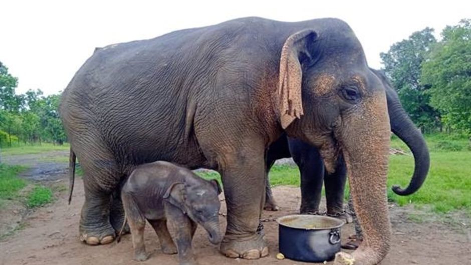 दुनिया की सबसे बुजुर्ग हथिनी वत्सला नहीं रही.