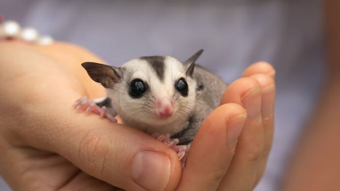 Hamster pet