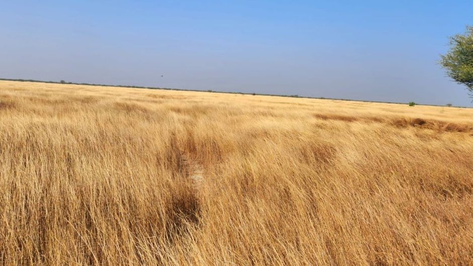 Banni grasslands